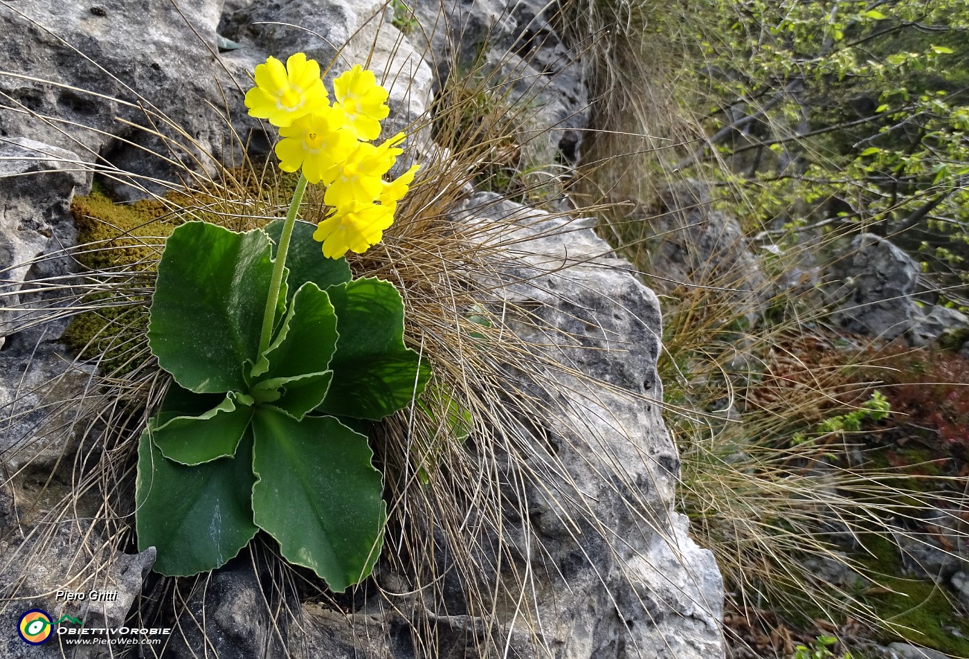 64 Primula orecchia d'orso (Primula auricola),.JPG -                                